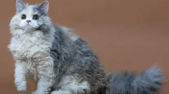 Selkirk rex - pasma mačk z volno in jagnjejem